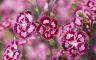 cranberry_ice_dianthus-Summer_flowers_wallpaper_medium.jpg