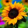 annuals-sunflower-m-x.jpg