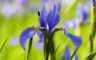 blue-iris-flower.jpg